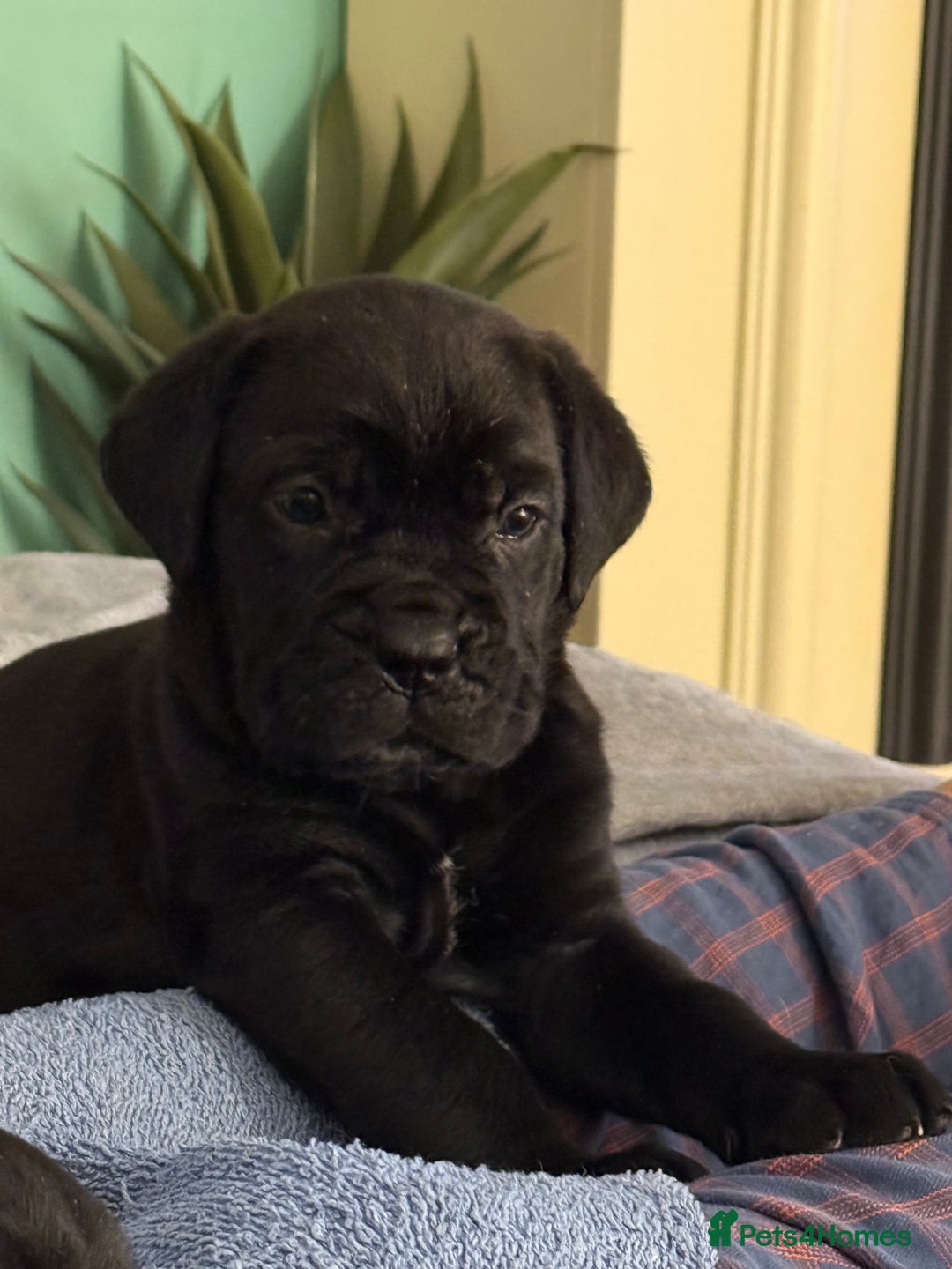 Cane Corso dogs for sale:  Stunning pure cane corso puppies - Advert 17