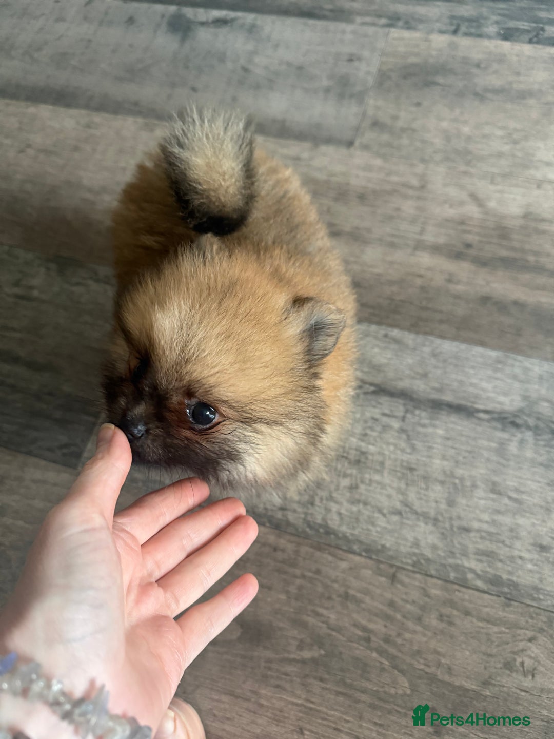 Pomeranian dogs for sale: 2 POMERANIAN BOYS READY TO LEAVE  in Bargoed - Image 16