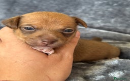 Jack Russell dogs for sale: Beautiful Rare Merle Mini Jack Russell Puppies  - Image 4