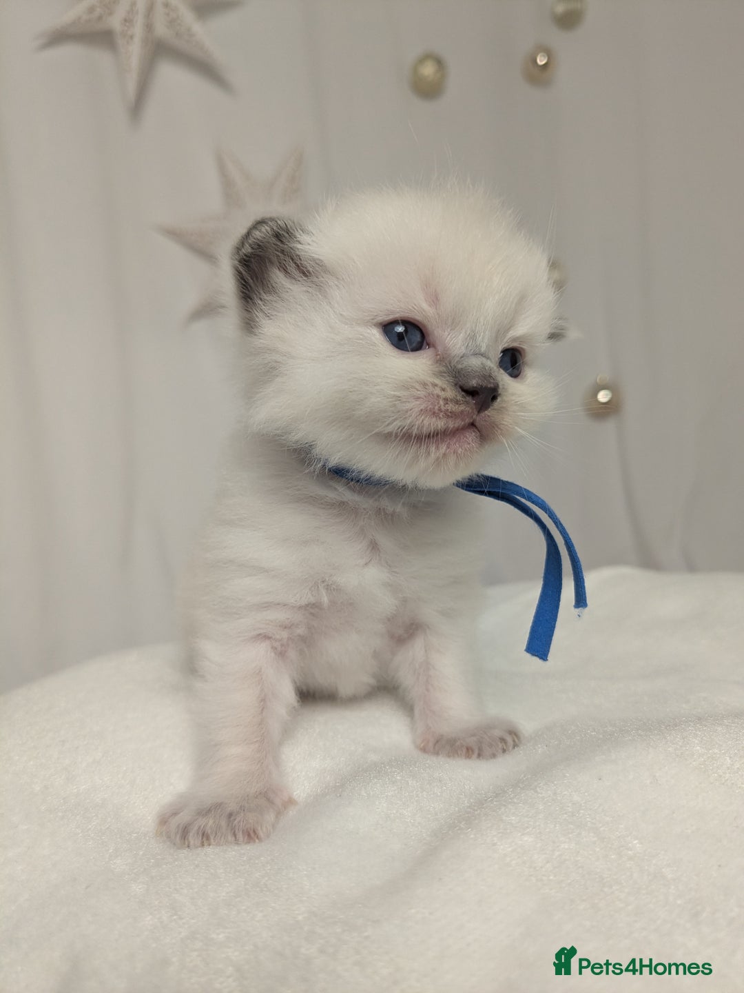 Ragdoll cats for sale: Beautiful GCCF Registered Ragdoll Kittens  🐾 - Advert 17