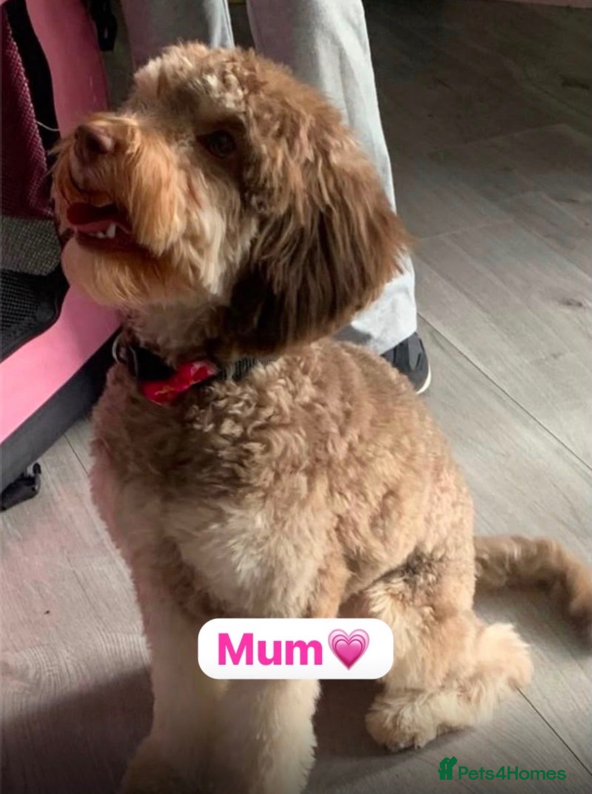 Cavapoo dogs Beautiful F1B Cavapoo Puppies – Ready to Reserve - Advert 2