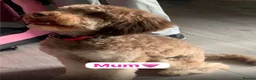 Cavapoo dogs for sale: Beautiful F1B Cavapoo Puppies- 3 GIRLS READY NOW - Advert 7