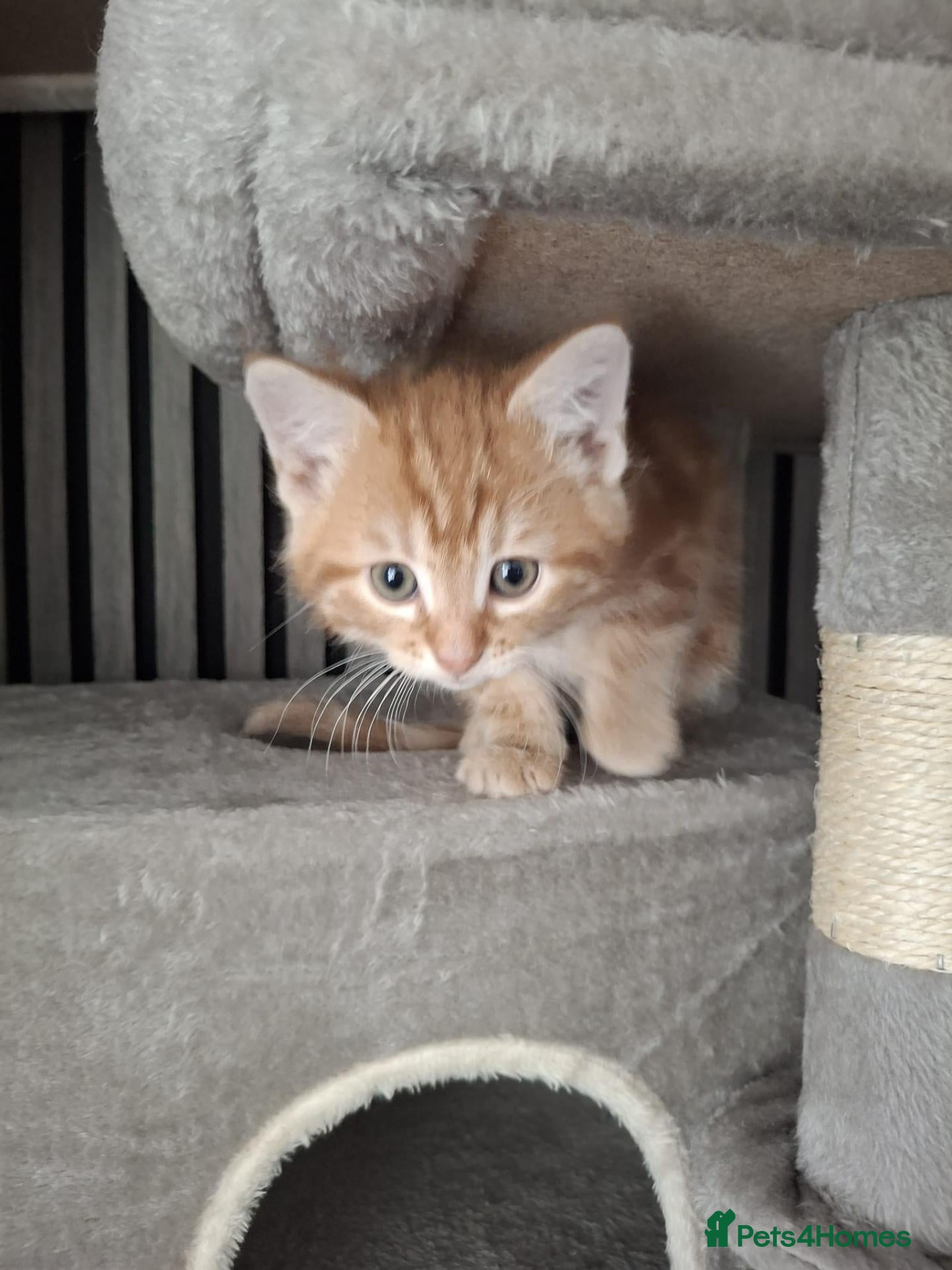 British Shorthair cats Beautiful kittens for sale! - Advert 3