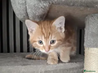 British Shorthair cats Beautiful kittens for sale! - Advert 3
