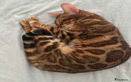 Bengal cats for sale: Bengal cat for sale  - Image 2