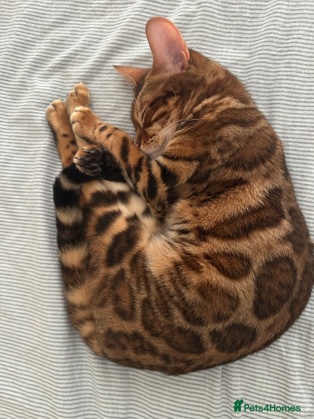 Bengal cats for sale: Bengal cat for sale  - Image 2