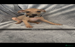Mixed Breed dogs for sale: 7 beautiful wiggys! - Image 4