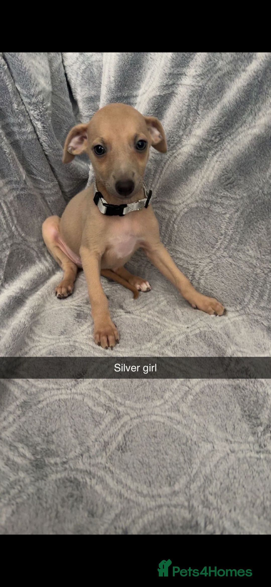 Mixed Breed dogs for sale: 7 beautiful wiggys! - Image 4