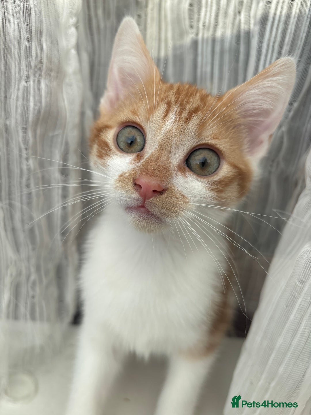 Mixed Breed cats for sale: Two kittens - Advert 3