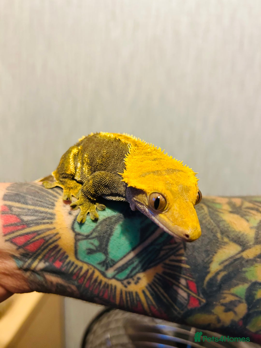 Gecko reptiles for sale: Crested Gecko Pair + Established Bioactive Setup  - Image 4