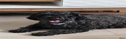 Cockapoo dogs for stud: Bear for stud in Telford - Advert 2