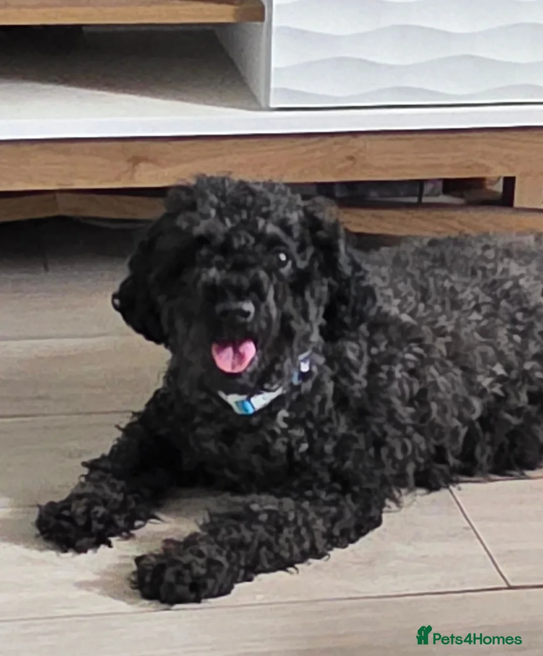 Cockapoo dogs for stud: Bear for stud in Telford - Advert 2