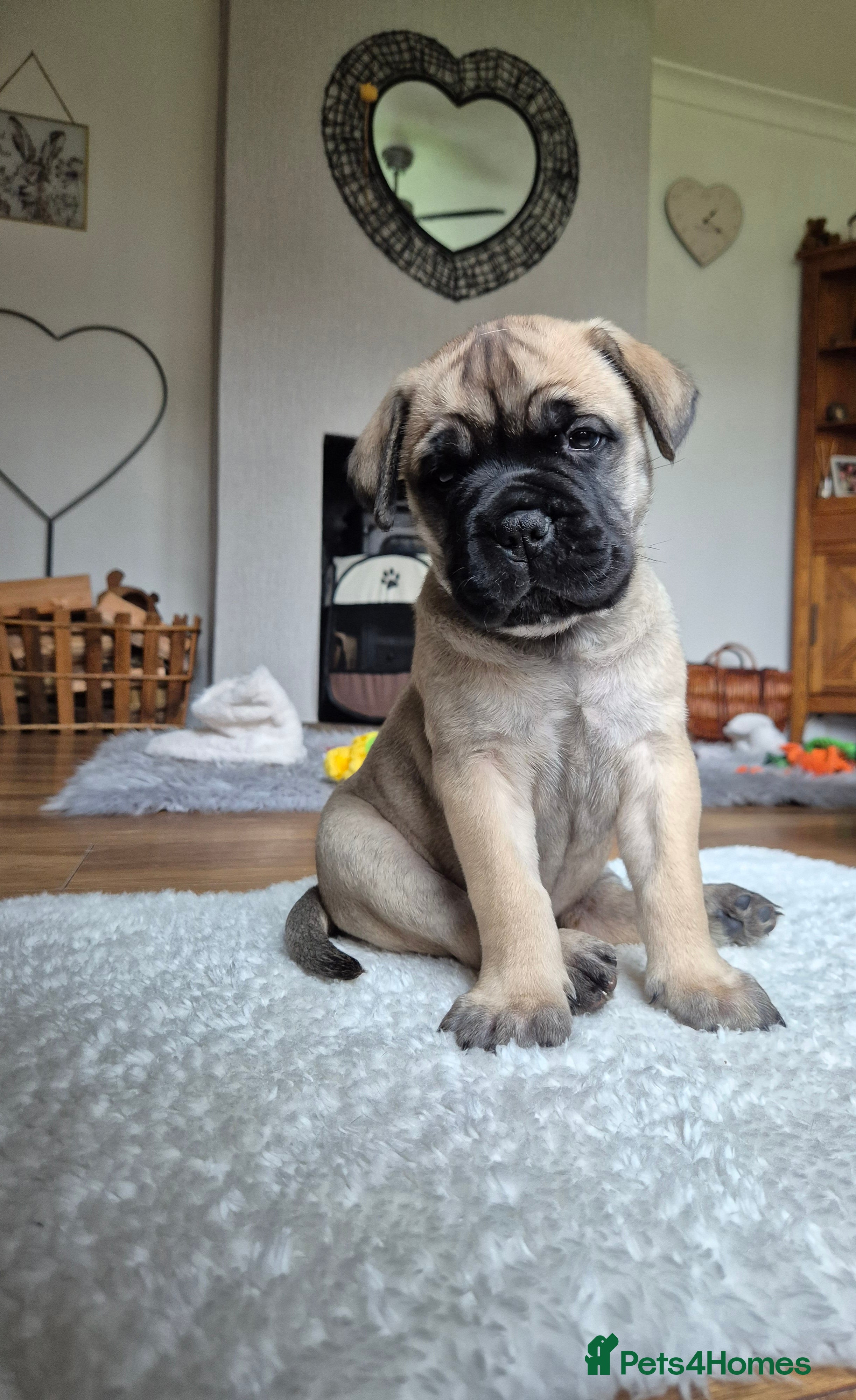 Bullmastiff dogs Beautiful Bullmastiff Puppies  - Advert 3