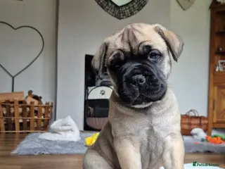 Bullmastiff dogs Beautiful Bullmastiff Puppies - Advert 3