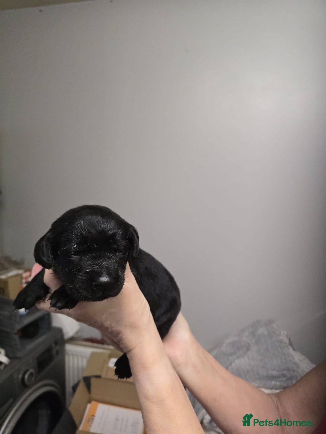 Goldador dogs for sale: Goldador  - Advert 7