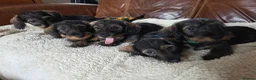 Dachshund dogs for sale: Five miniature Wire Haired Dachshund puppies - Advert 1