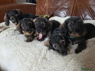 Dachshund dogs Five miniature Wire Haired Dachshund puppies - Advert 8
