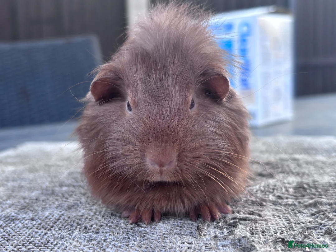 Guinea Pig rodents for sale: Boar and Sow  - Advert 2