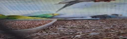 Budgerigars birds for sale: Baby Budgies, Adult Budgies, and Cockatiels  - Advert 3