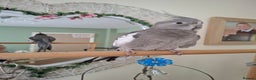 Cockatiels birds for sale: Cockateil female - Advert 3