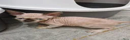 Sphynx cats for sale: Beautifull Tica sphynx kittens - Advert 12