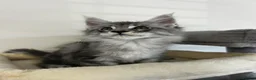 Maine Coon cats for sale:  Exceptional TICA Registered Maine Coon Kittens 🐾 - Advert 20
