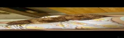 Cockapoo dogs for sale: Home raised, stunning fox red cockapoo’s  - Advert 6