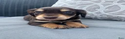 Mixed Breed dogs for sale: CHI SPANIEL PUPPIES READY 5th SEP - Advert 17
