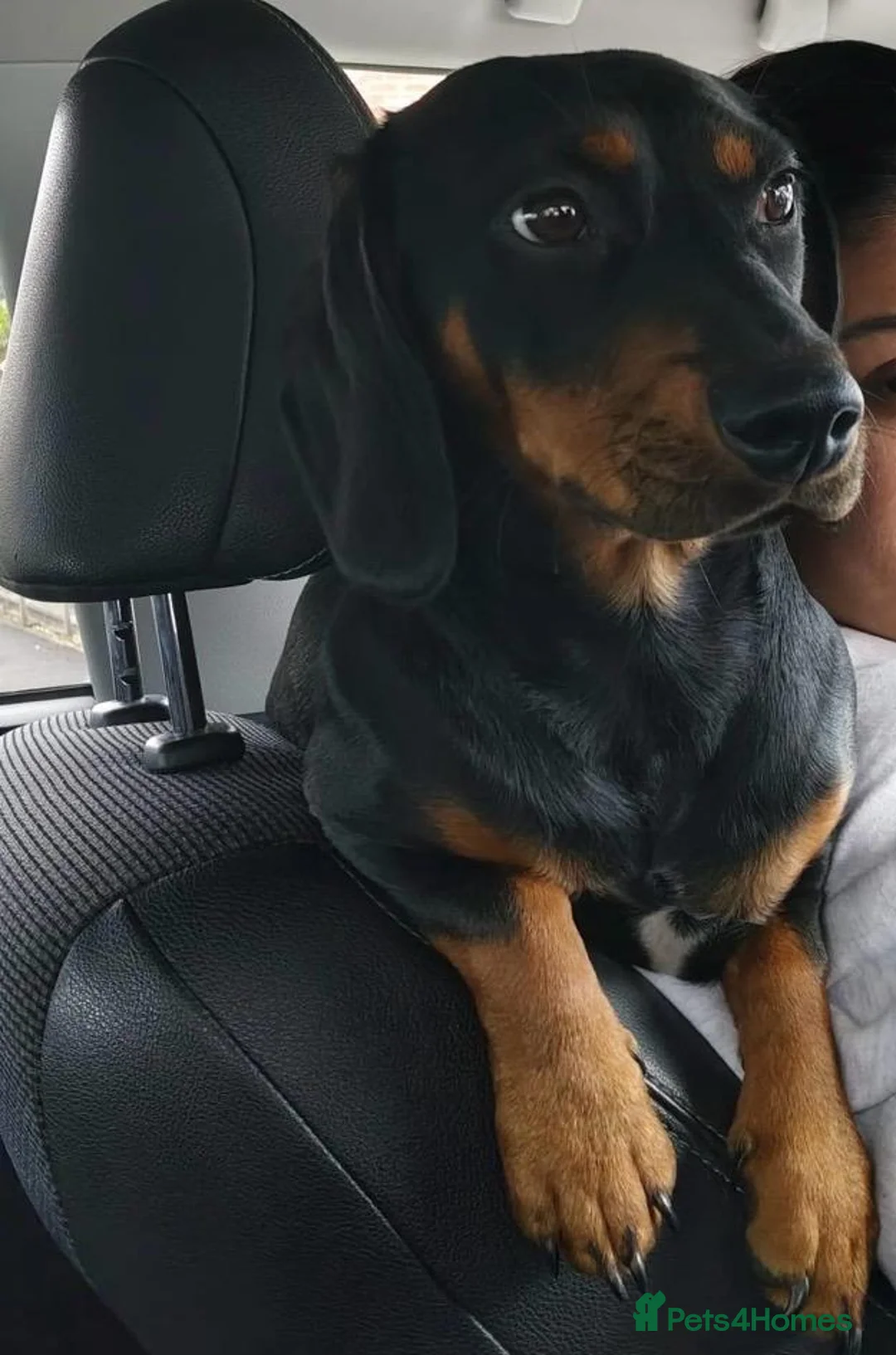 Mixed Breed dogs for sale: Mr Louis  in Andover - Advert 2
