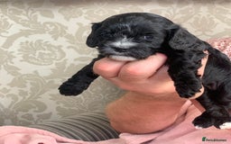 Cavapoo dogs for sale: Our last beautiful F1 Cavapoo is available! - Image 8