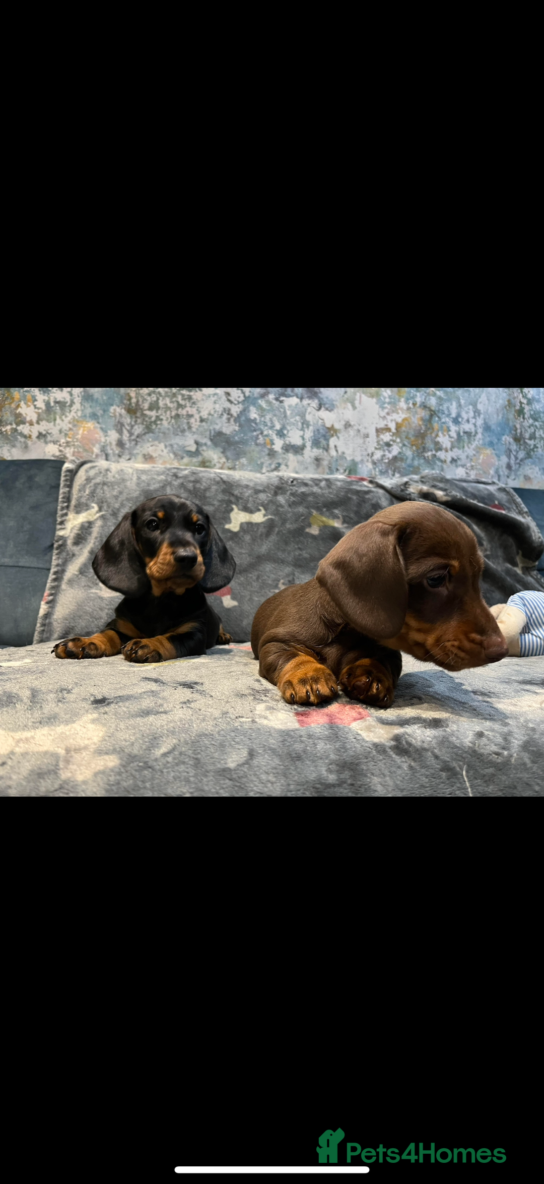 Miniature Dachshund dogs for sale: Available puppies at DELLM DAXIES 🐶 - Image 1