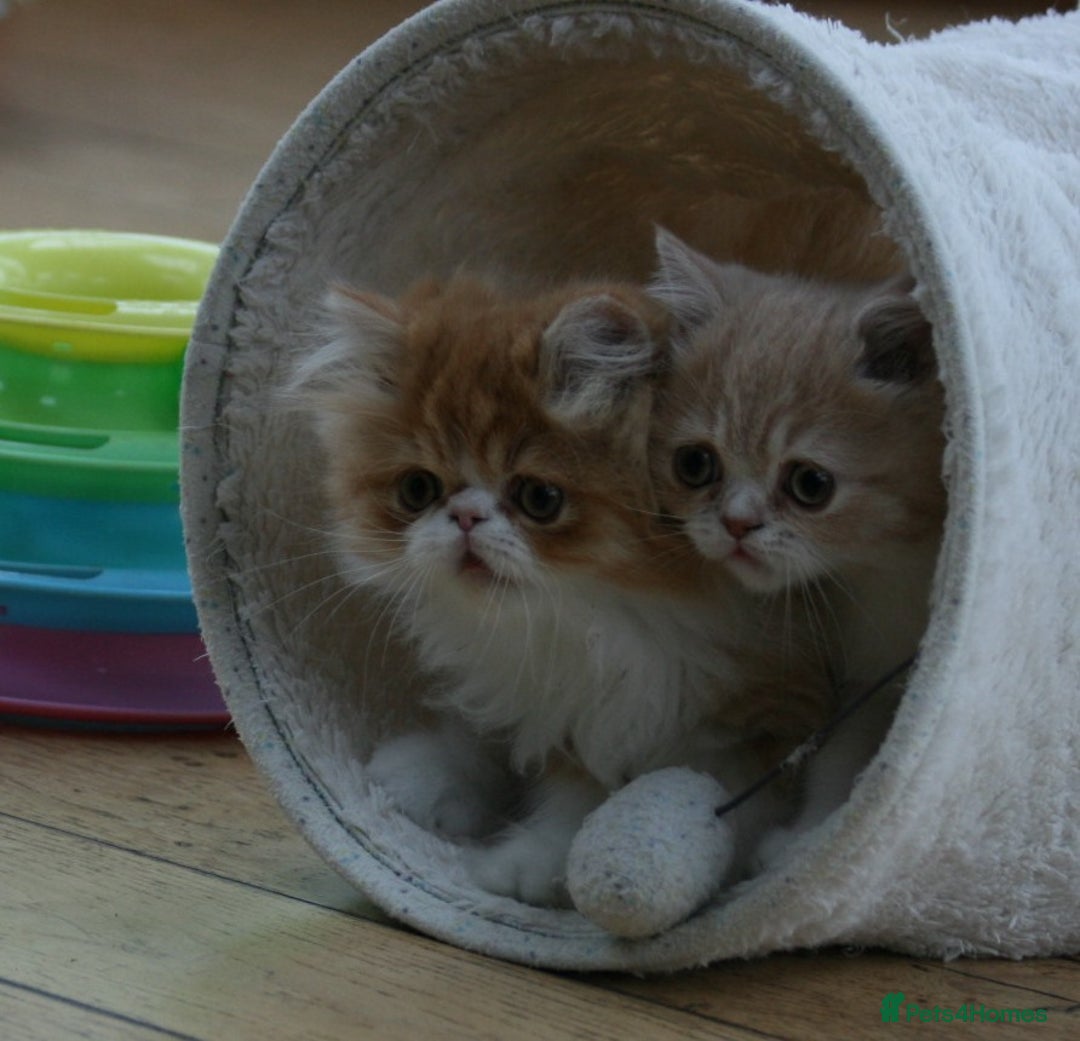 Persian cats for sale: Fluffy Persian Exotic kittens - Image 20