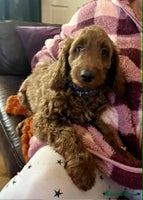 Goldendoodle dogs - Advert 1