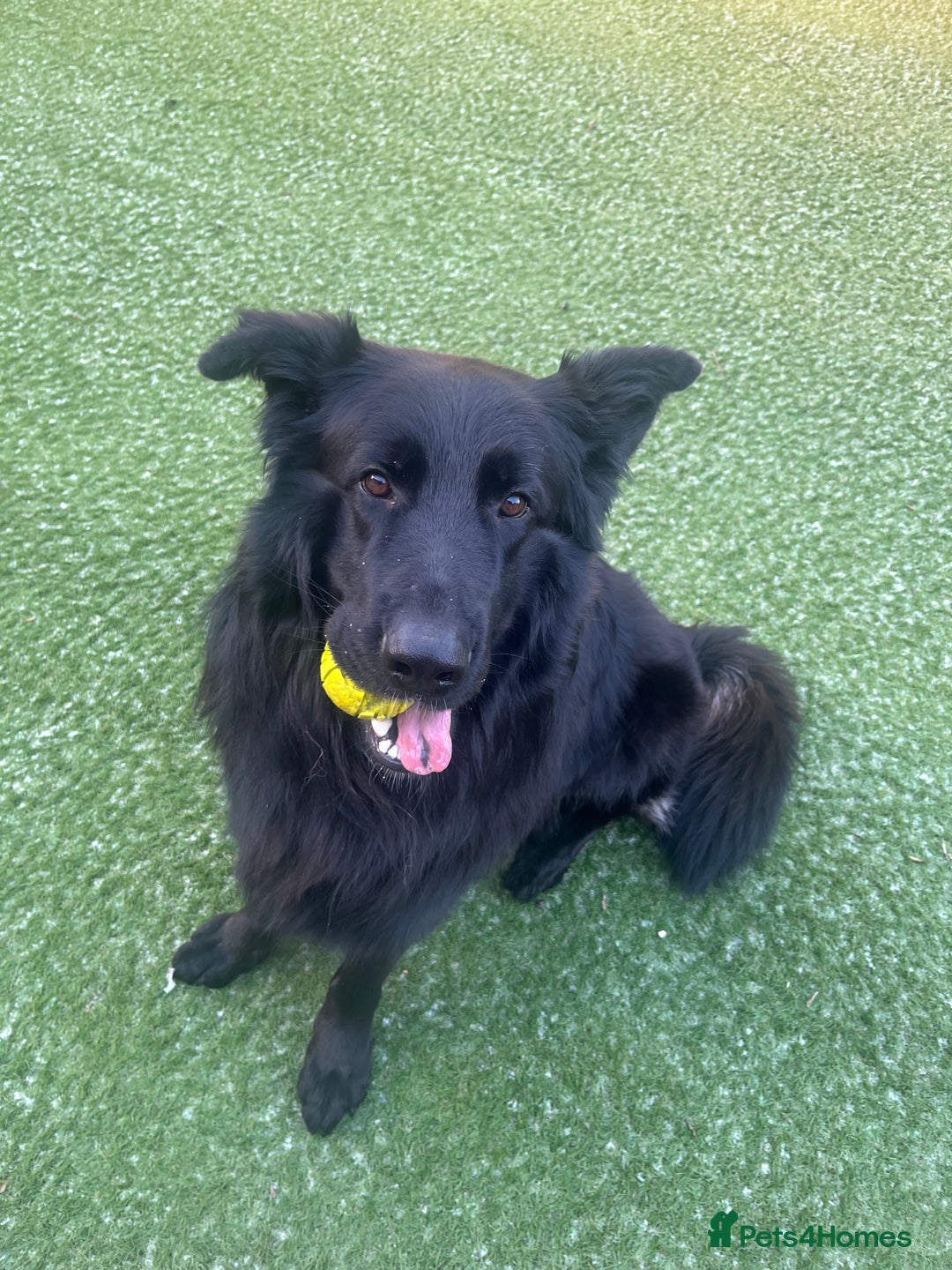 German Shepherd dogs for sale: Black German Shepherd - Advert 2