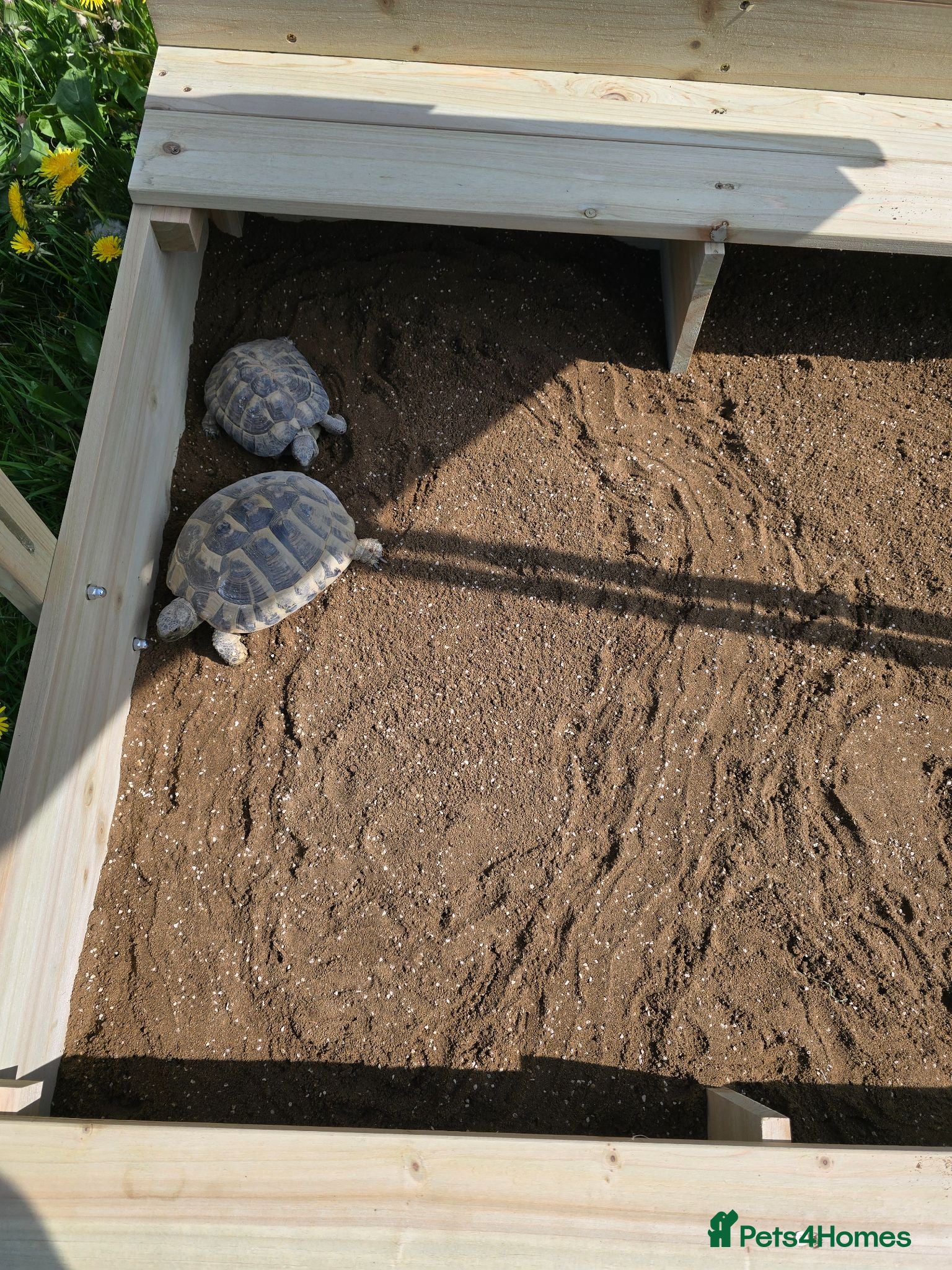 Hermann Tortoise reptiles Hermann Tortoise  - Advert 1
