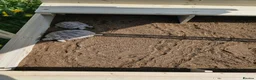 Hermann Tortoise reptiles for sale: Hermann Tortoise  - Advert 1