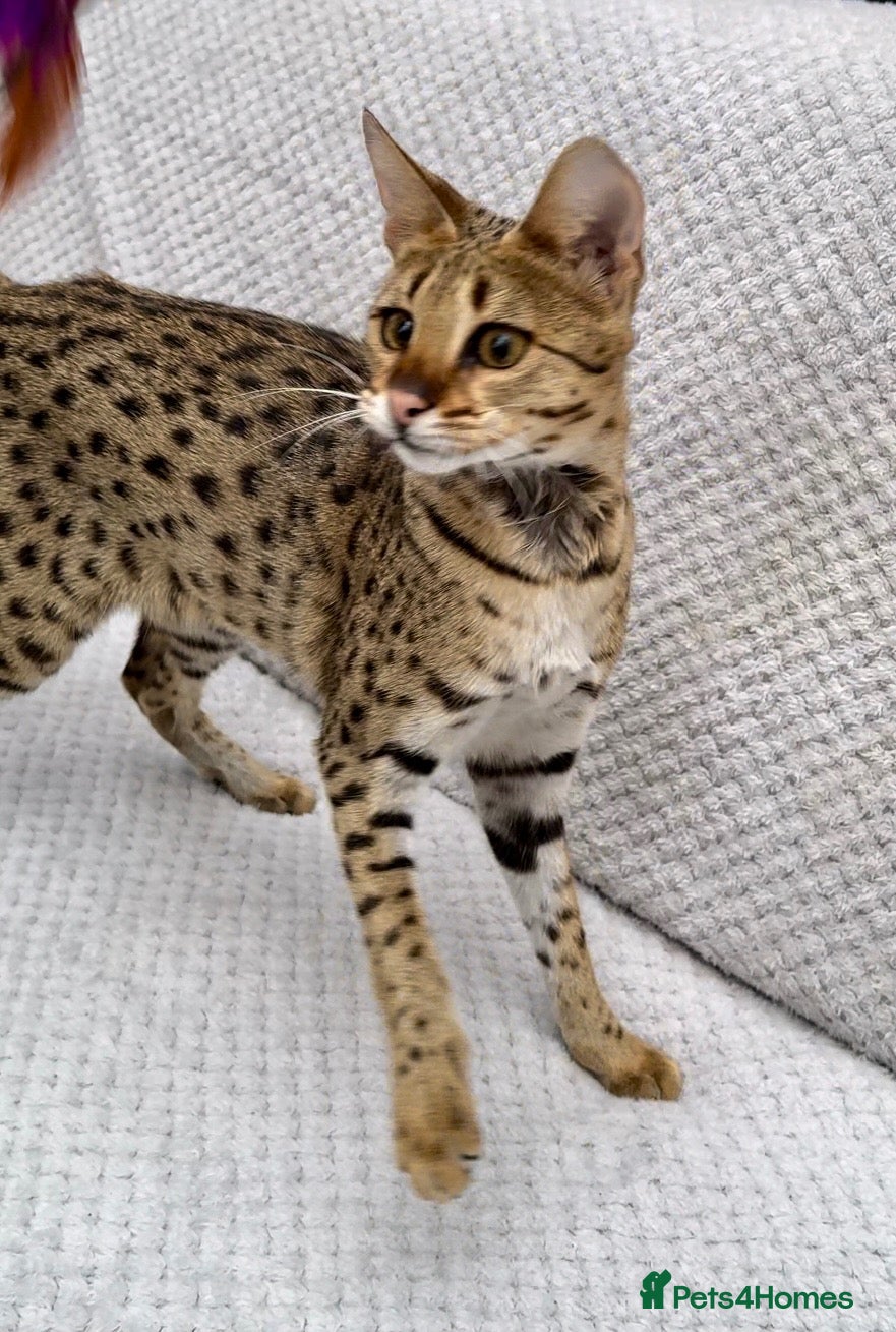 Savannah cats 100% REAL! Top Quality Tica Regist. Savannahs - Advert 2