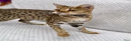 Savannah cats for sale: 2 and 3 months old. Tica Regist. Savannahs - Advert 2