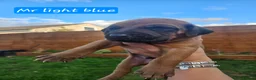 Rhodesian Ridgeback dogs for sale: Beautiful Rhodesian Ridgeback Puppies  in Doncaster - Advert 19