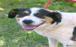 Mixed Breed dogs for adoption: 💛🐾 Flora – wearing her beautiful smile 🐾💛 - Image 4