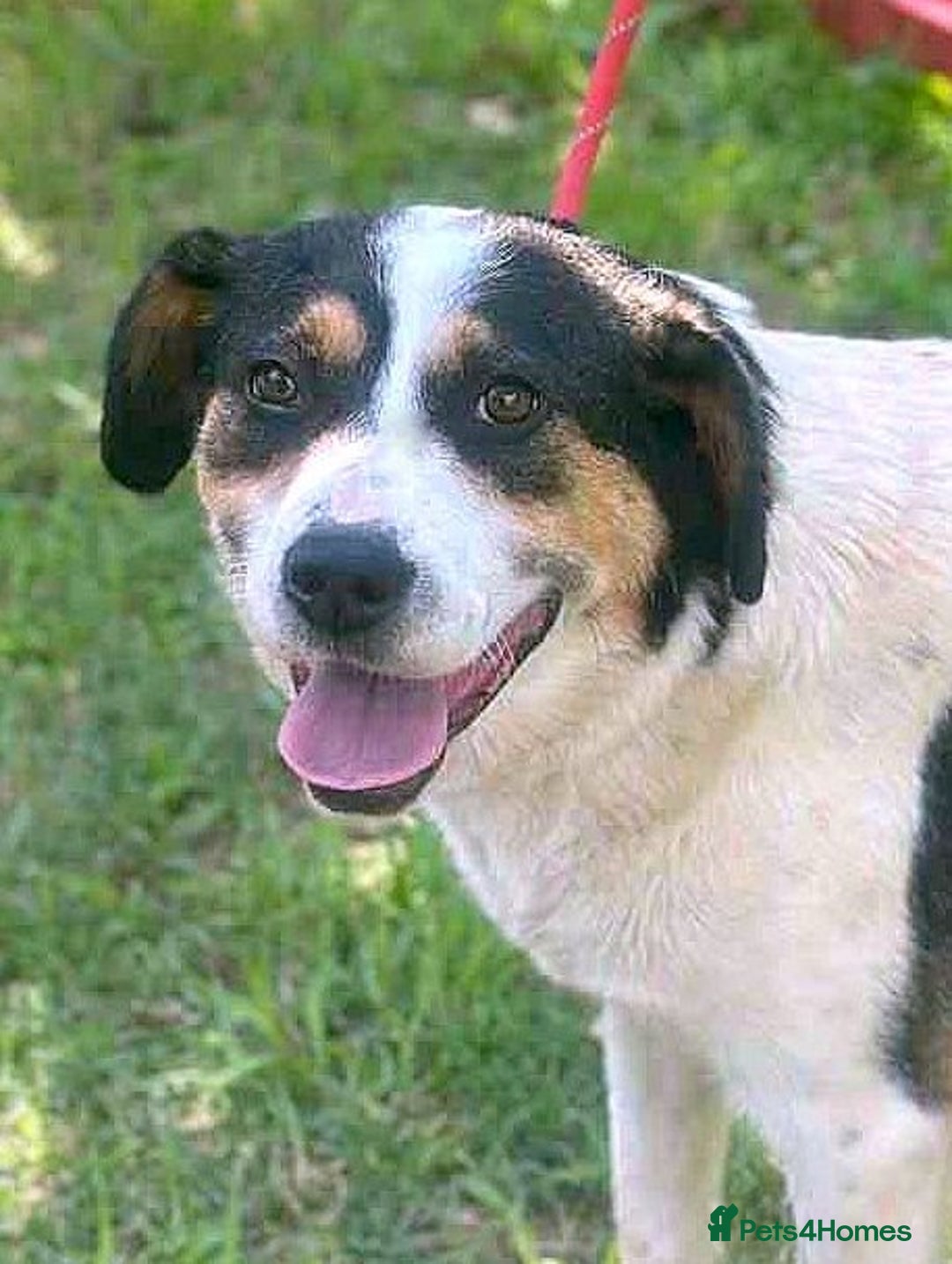 Mixed Breed dogs for adoption: 💛🐾 Flora – wearing her beautiful smile 🐾💛 - Image 4