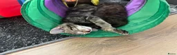 Mixed Breed cats for sale: Gorgeous mixed kittens - Advert 15