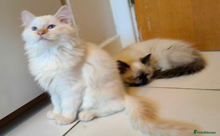 Ragdoll cats - Advert 4