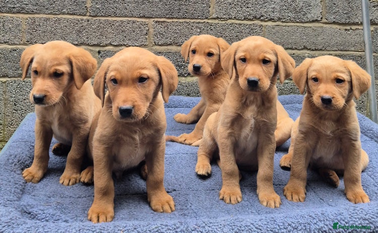 Labrador Retriever dogs - Advert 12