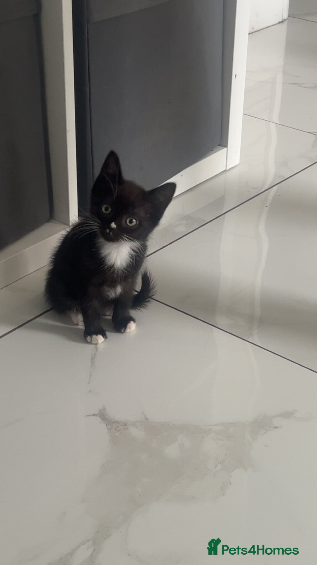 Mixed Breed cats for sale: beautiful kittens  - Image 9