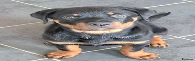 Rottweiler 1