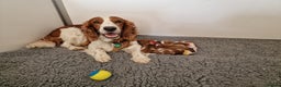 Welsh Springer Spaniel dogs for sale: Quality Welsh Springers | Exceptional homes only. - Advert 4