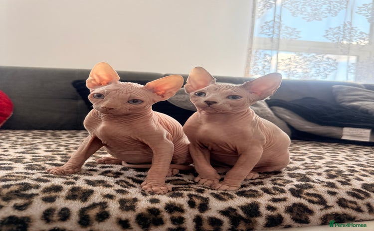 Sphynx cats - Advert 5
