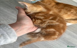 Domestic Shorthair cats for sale: Kittens looking for forever home.  - Image 29