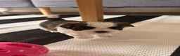Malshi dogs for sale: 🐾❤️ ADORABLE MALSHI PUPPIES! ❤️🐾 - Advert 21